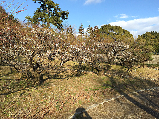 過去の梅林の中の道。たくさん植えられている。