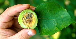 プラムポックスウィルスにおかされた梅の実